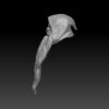 Orc Shamen Head - Image 3