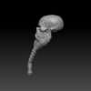 Skeleton Head - Jowan (BifCo Retool) - Image 3